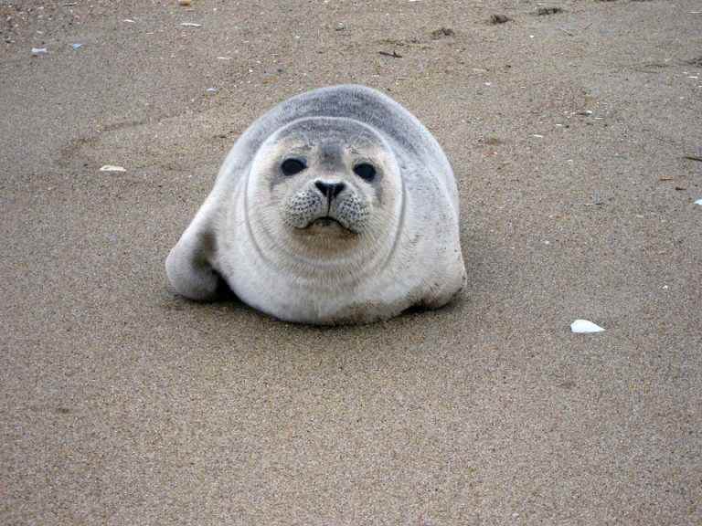 harbor seal